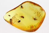 Five Fossil Flies (Microphorinae) and Scuttle Fly In Baltic Amber #315383-1